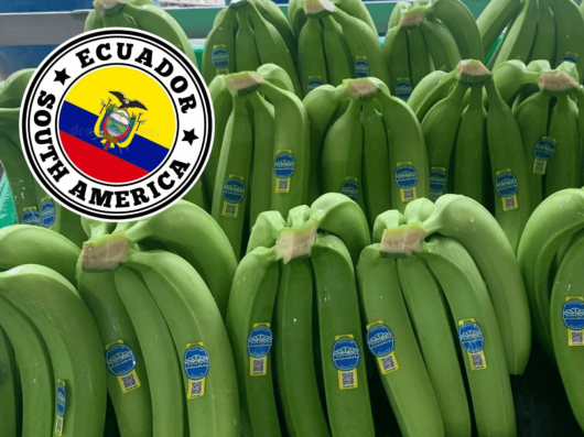 Green Banana Ecuador – Export green banana from Ecuador